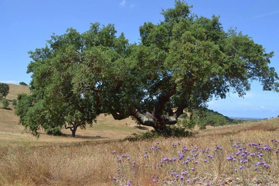 Eco Glamping Portugal Nature Lodge Sao Luis Bagian luar foto